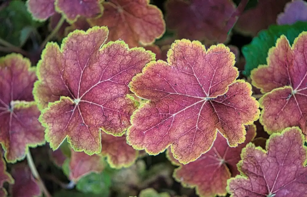 Heuchera feeding guide