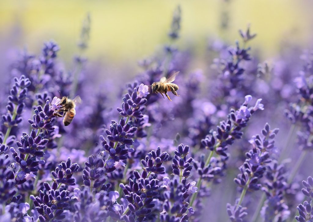 Bees pollinating lavender