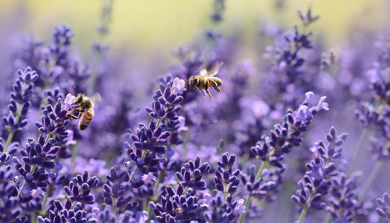 Bees pollinating lavender
