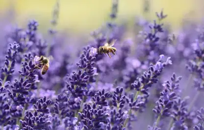 Bees pollinating lavender