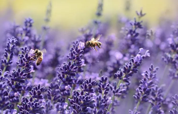Bees pollinating lavender