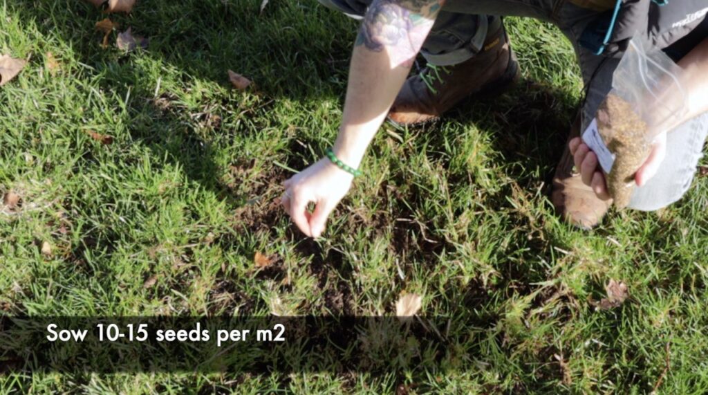 Sowing the seeds of yellow rattle