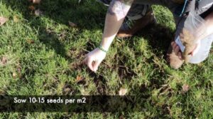 How to grow yellow rattle: the meadow maker - Garden Ninja: Lee ...