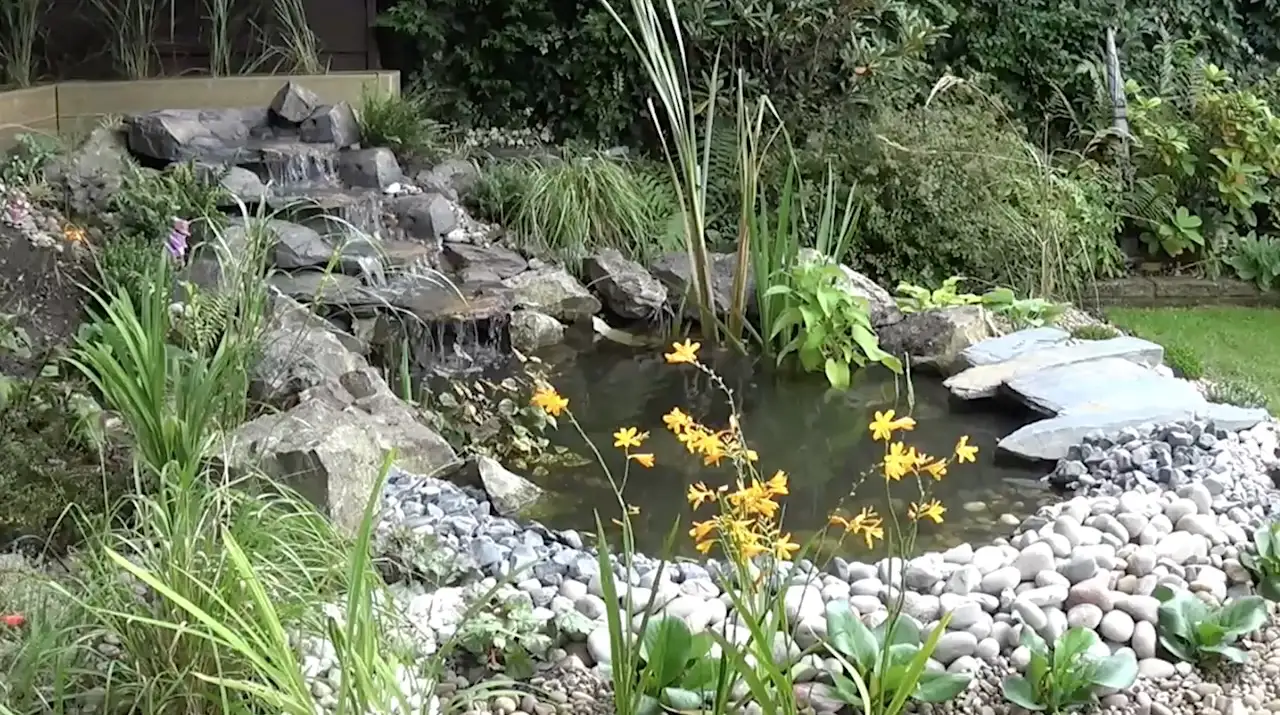 How to build a pond