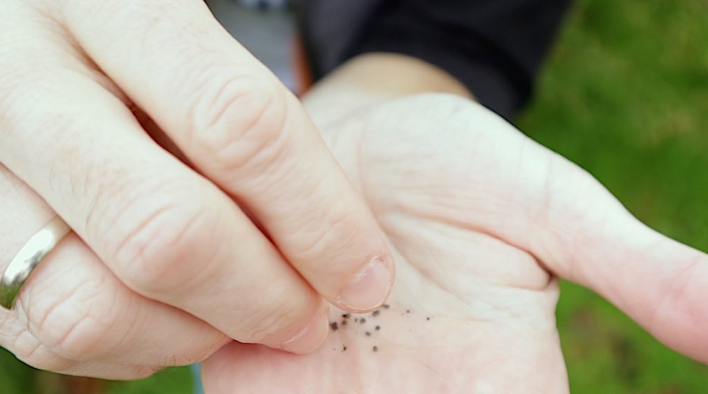 Seeds in a hand