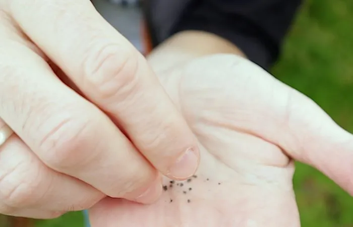Seeds in a hand