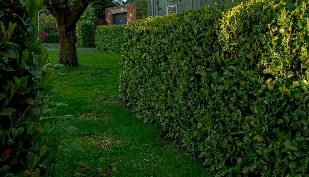 Fast growing hedges guide