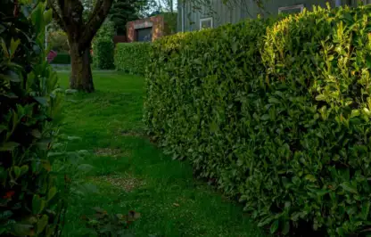 Fast growing hedges guide
