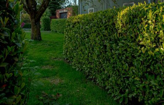 Fast growing hedges guide