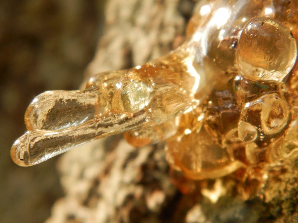 Canker on a tree