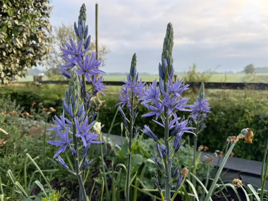 Tall blue Camassia flower spikes rising above a garden bed with a field beyond