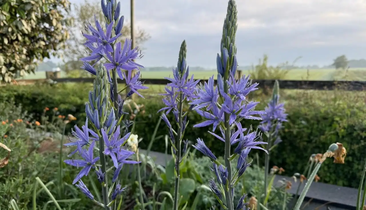How to grow blue camassias