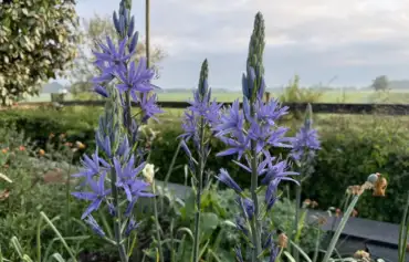 How to grow blue camassias