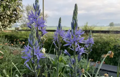 How to grow blue camassias