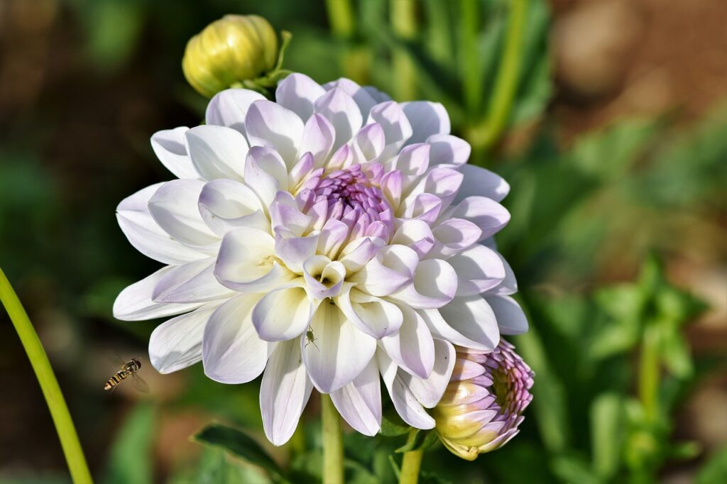Dahlia growing guide