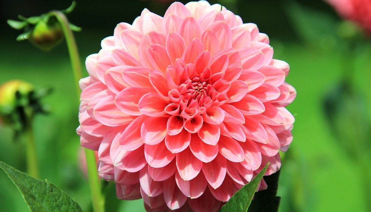 How to plant dahlias guide