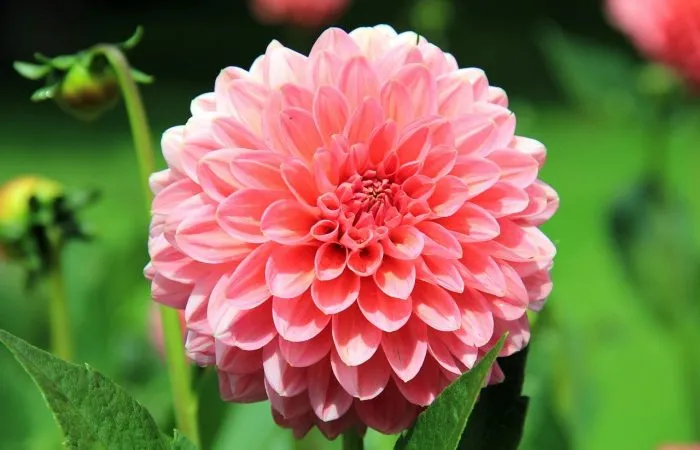 How to plant dahlias guide