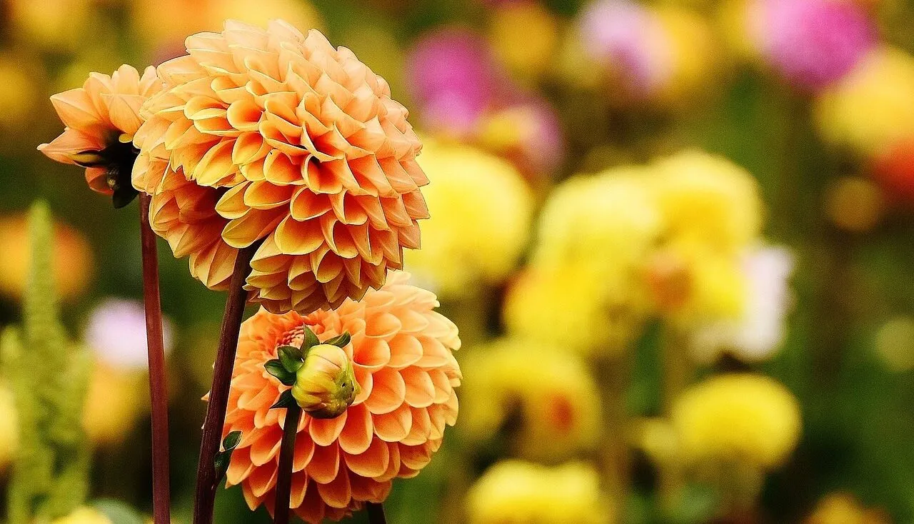 growing dahlias in pots