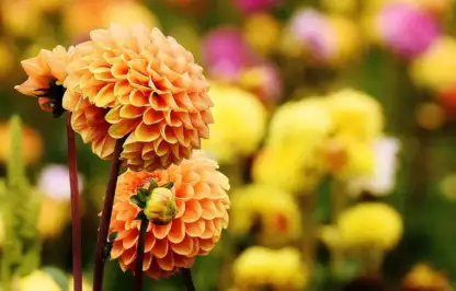 growing dahlias in pots