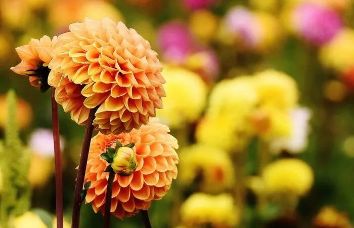 growing dahlias in pots