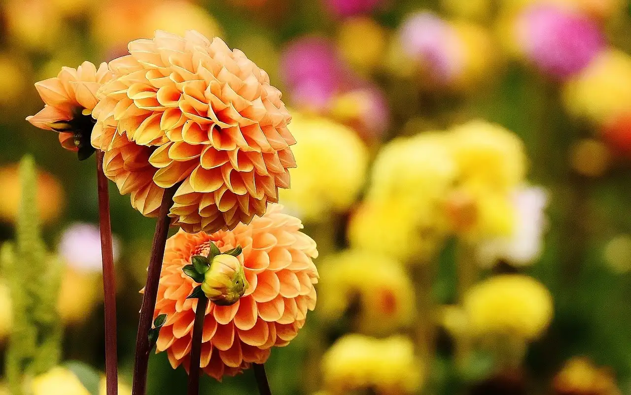 Dahlias growing in pots ready to be moved for winter