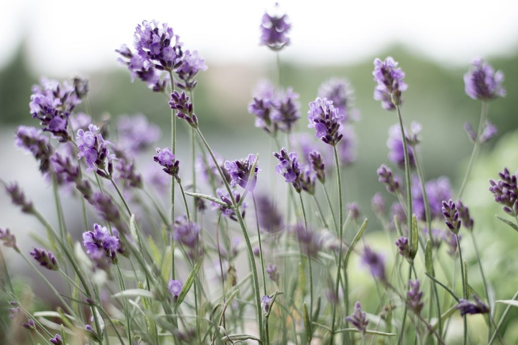 Fresh young lavender plants
