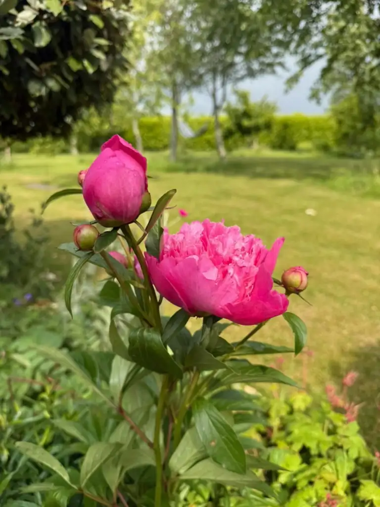 Pink double Peony in flower with a fat bud beside it in a garden border