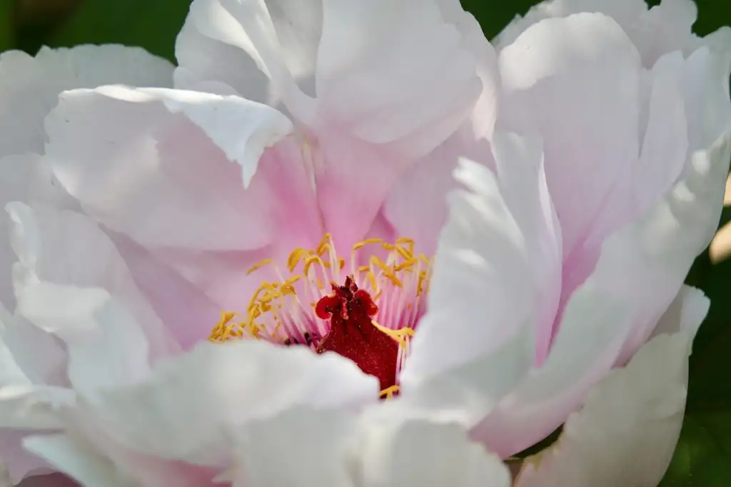 Blush white Peony flower with a red and gold centre
