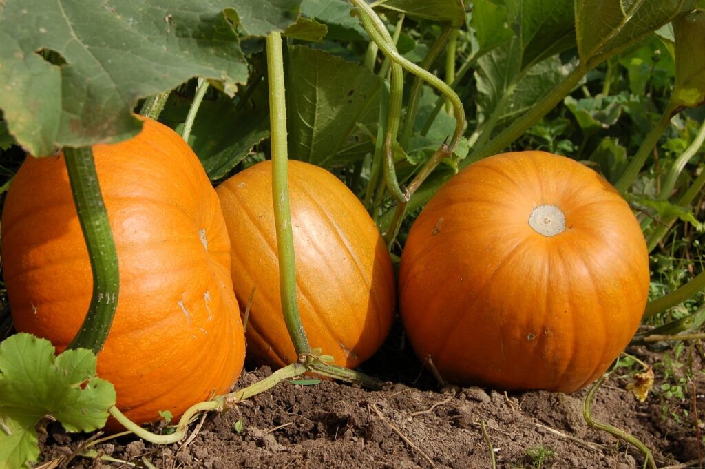 Pumpkins growing in the ground