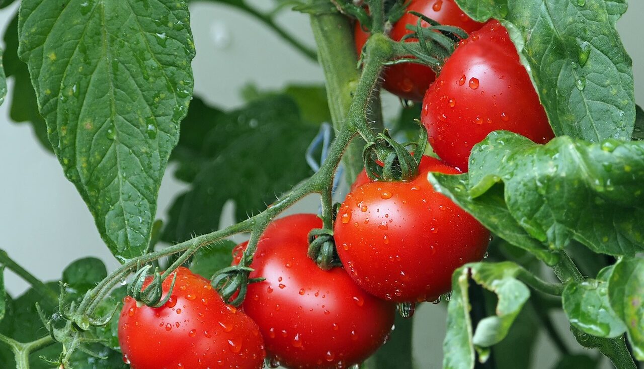 Vine ripened tomatoes
