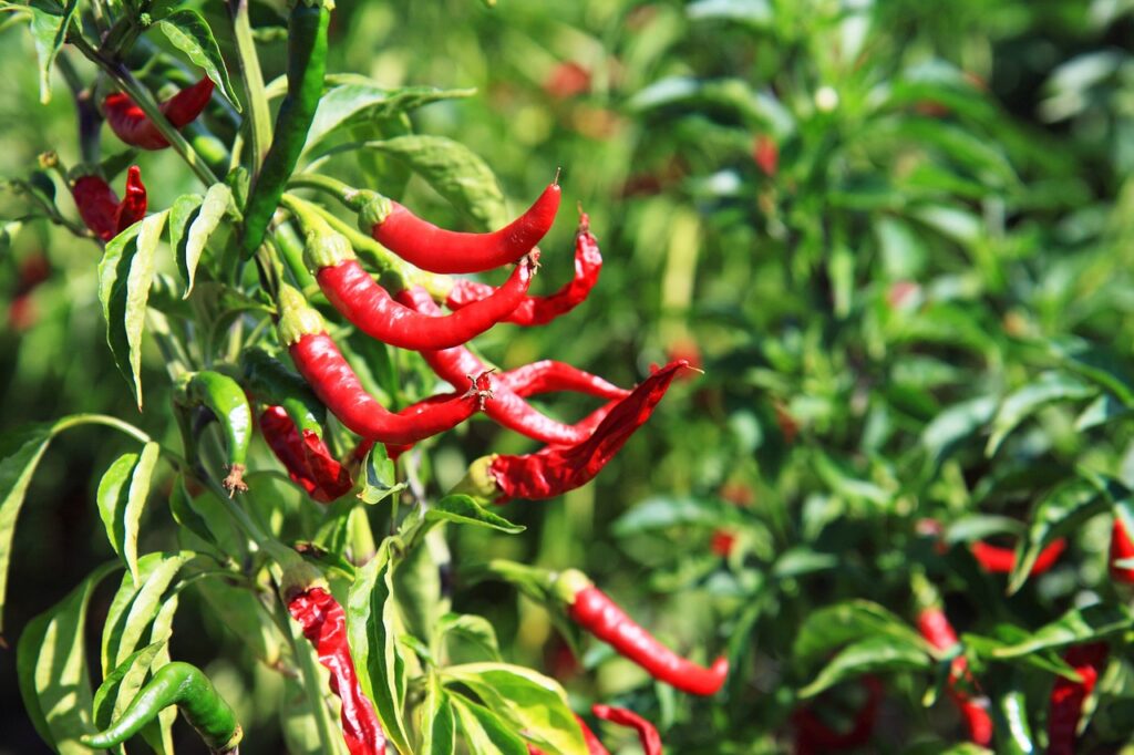 Growing your own chillies