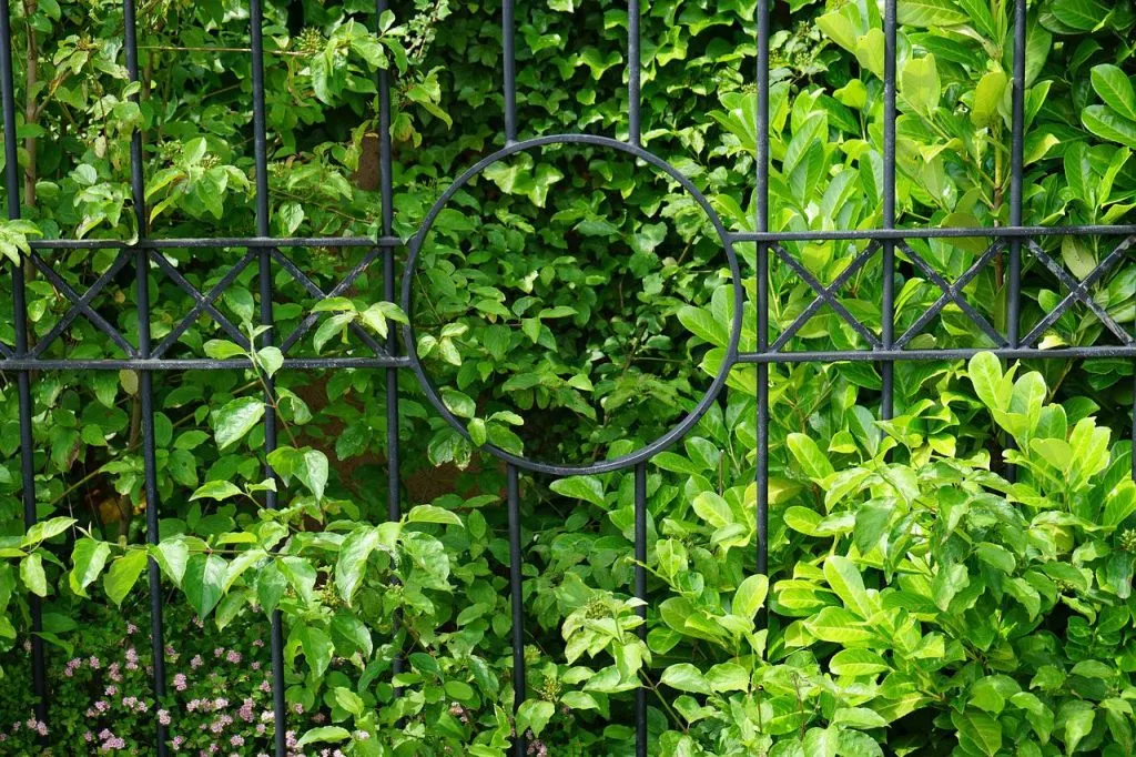 Cherry laurel hedging