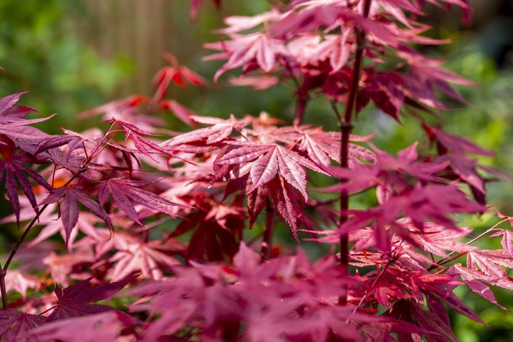 A red acer leaf