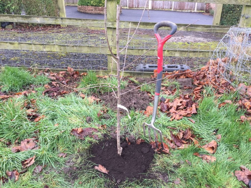 A planted pear tree
