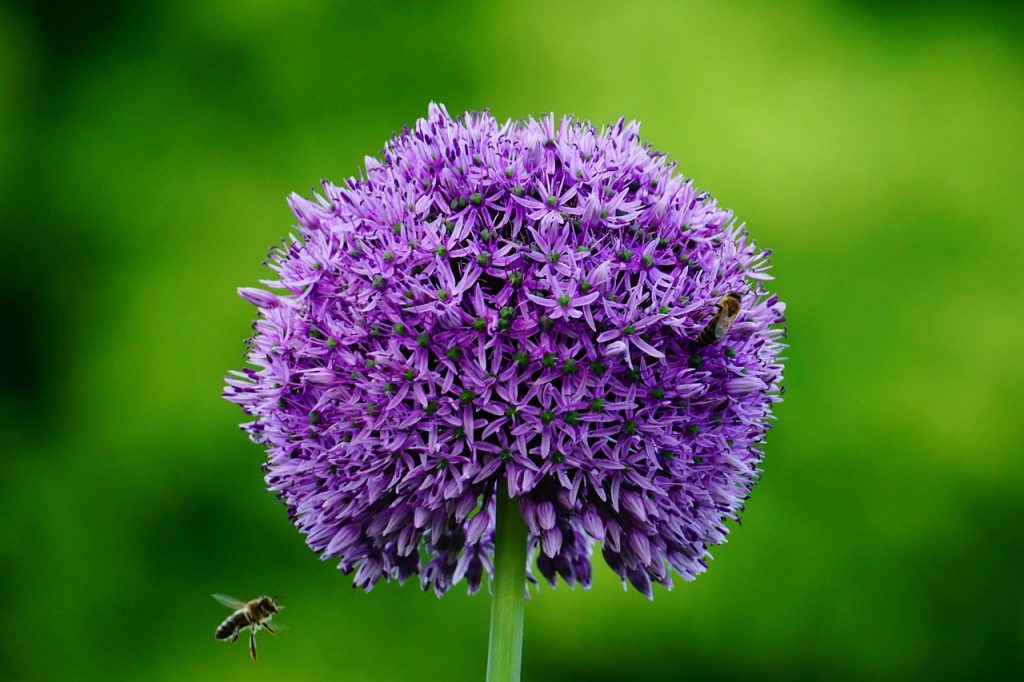 A purple allium