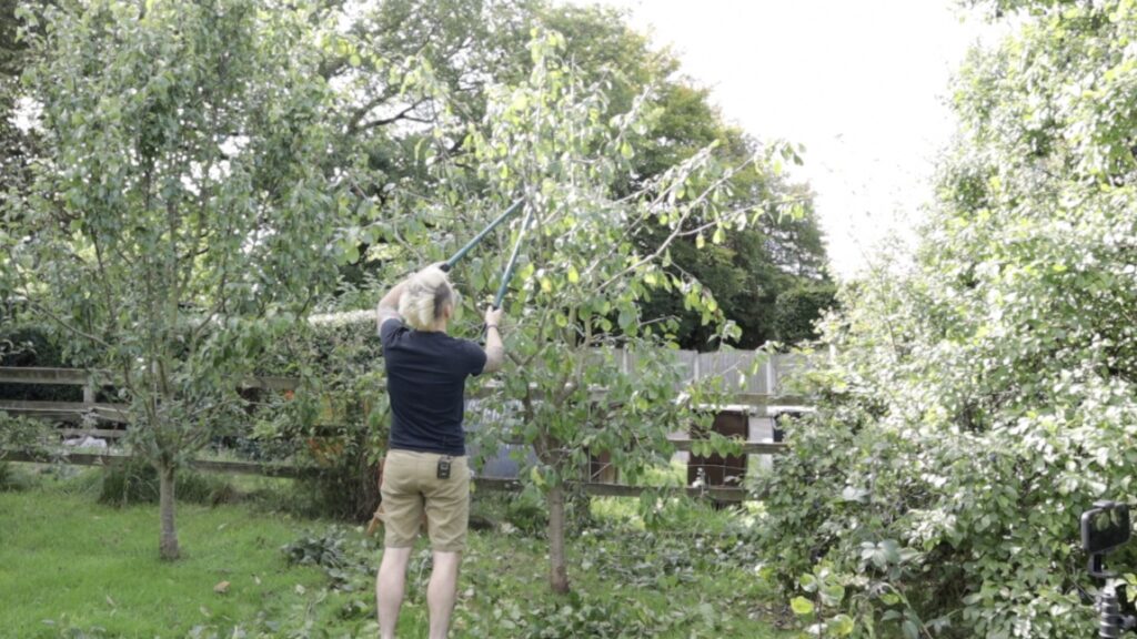 Pruning a cherry tree