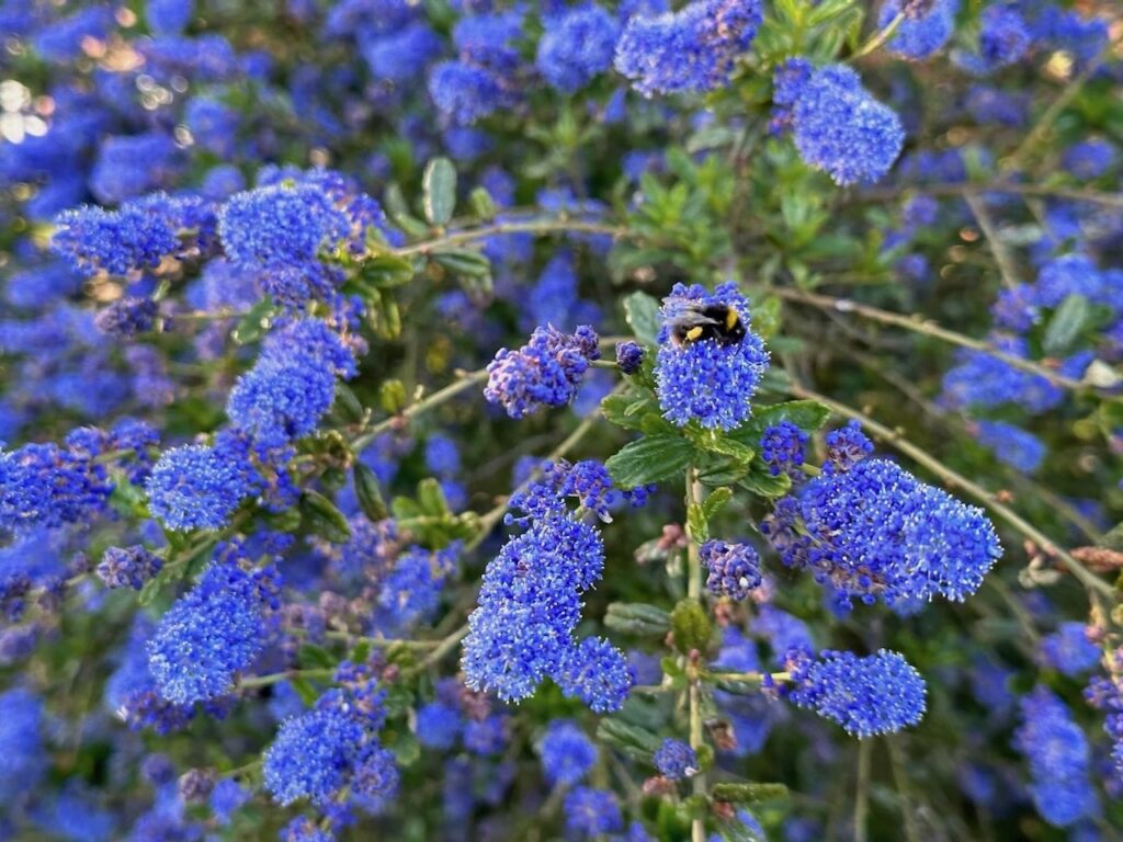 Ceanothus pruning with a bee on it