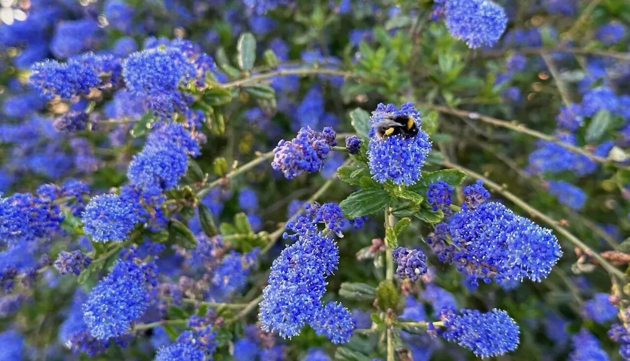 Ceanothus pruning with a bee on it