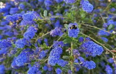 Ceanothus pruning with a bee on it