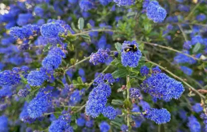 Ceanothus pruning with a bee on it