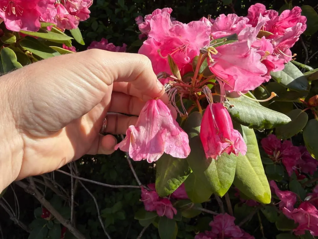Pinching out rhododendron flowers