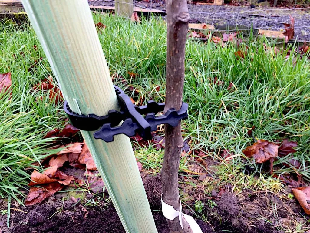 A tree tie