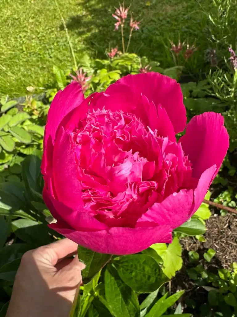 Lee Burkhill holding a huge deep pink double Peony flower in the garden