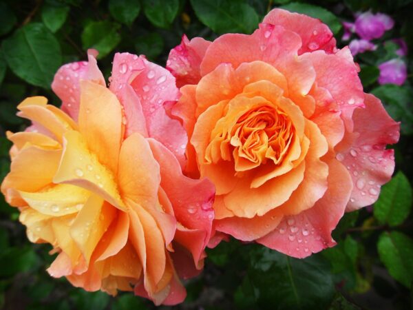 Mini Vs Tea Roses Types of Roses Explained: The beginner guide to choosing garden roses
