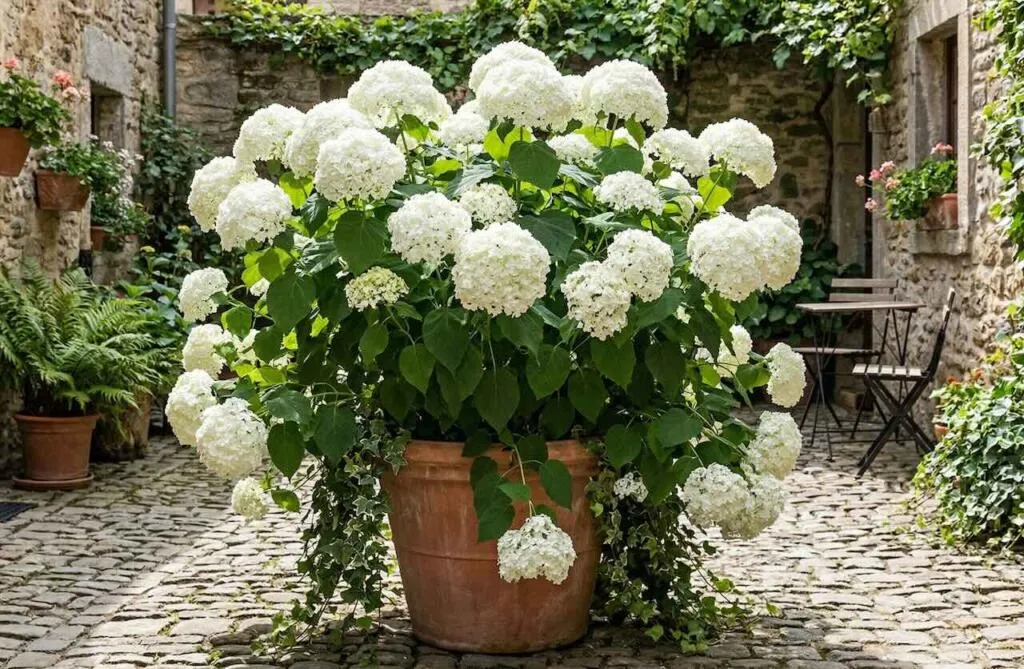 Pruning hydrangeas