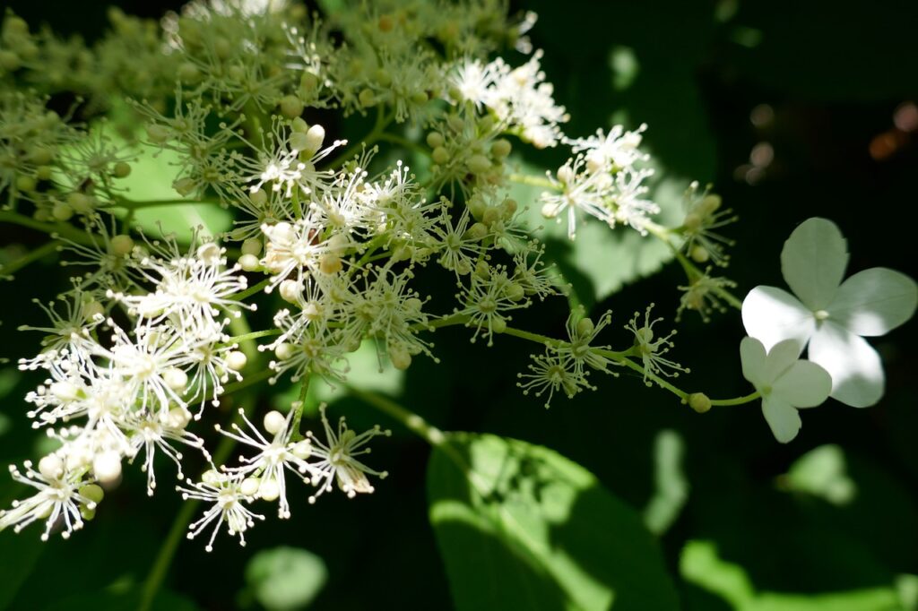 Climbing hydrangea