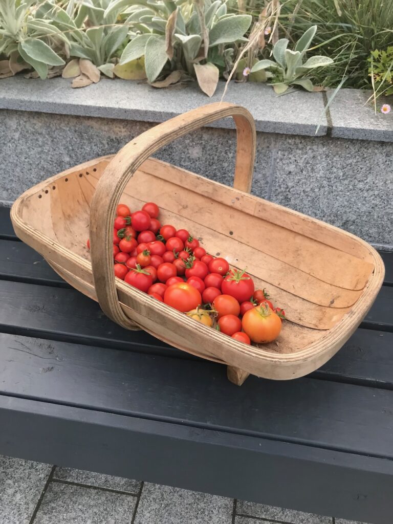 Freshly picked tomatoes