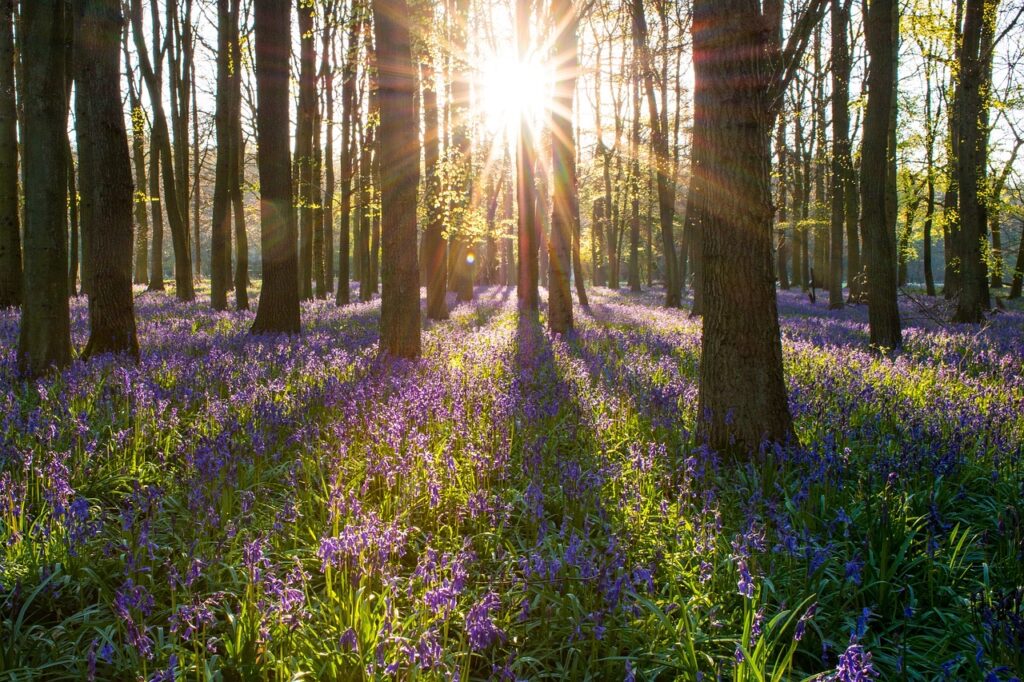 A Forest of bluebells