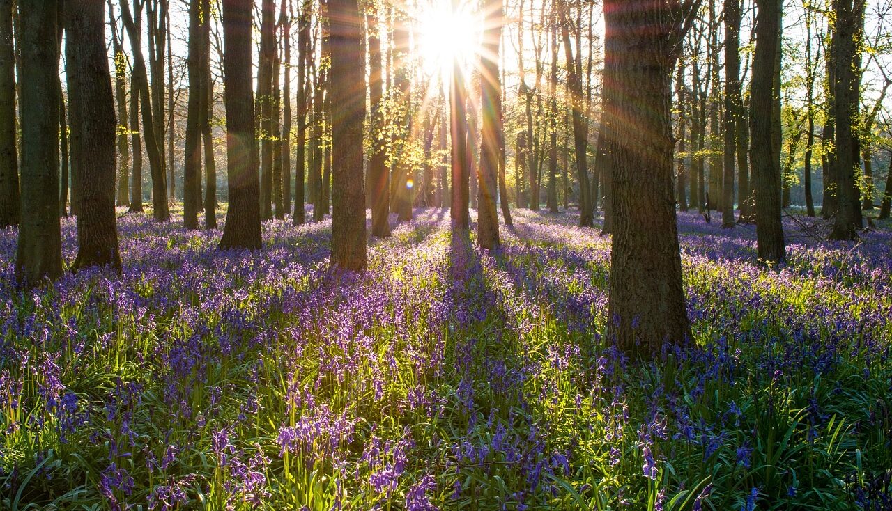 A Forest of bluebells
