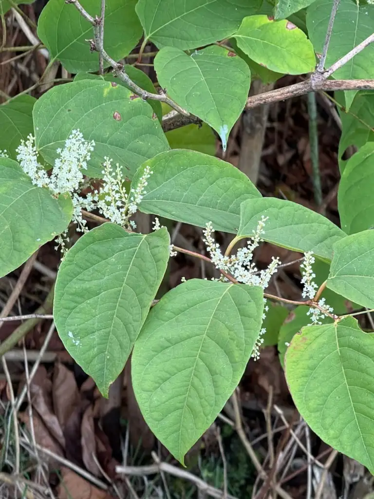 Japanese knotweed in flower, showing creamy white flower sprays and shield shaped leaves